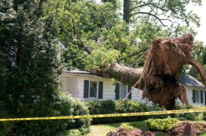 An uprooted tree fallen onto a house, showing severe storm damage and potential water intrusion for Royal Restoration in Enid, OK.