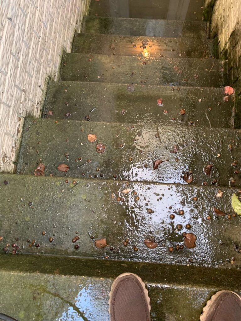 A very dirty and wet concrete staircase with leaves, needing deep cleaning by Deep Cleaning Service in Frederick, MD.