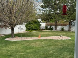 A vibrant green backyard lawn with a tree and decorative rock landscaping by Lakeside Lawn Care in Sanford, NC.