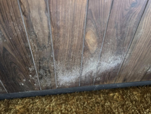 White mold or efflorescence on a wood paneled wall, indicating water damage, by Ross Restoration in Fort Wayne, IN