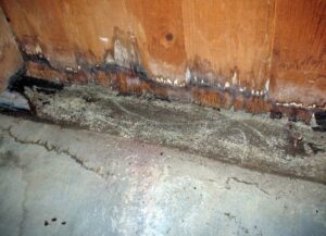 Close-up of a severely water-damaged wooden wall with visible mold and water stains on the concrete floor by Royal Restoration in Enid, OK.