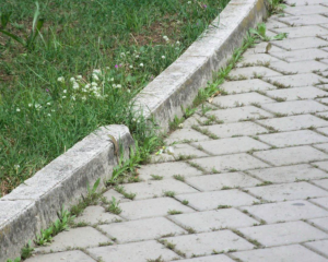 Weeds growing along a concrete sidewalk and curb, showing an area needing weed control from Pro Green, LLC in Greenville, MS.
