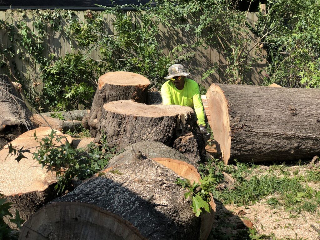 A worker clearing large tree stumps and logs after tree removal by Munoz Tree & Lawn Service in Little Rock, AR.