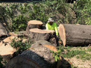A worker clearing large tree stumps and logs after tree removal by Munoz Tree & Lawn Service in Little Rock, AR.