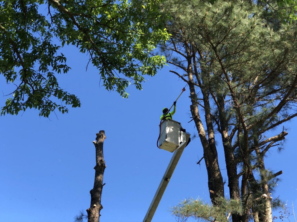 A worker in a bucket truck using a pole saw to trim tall tree branches for Munoz Tree & Lawn Service in Little Rock, AR.