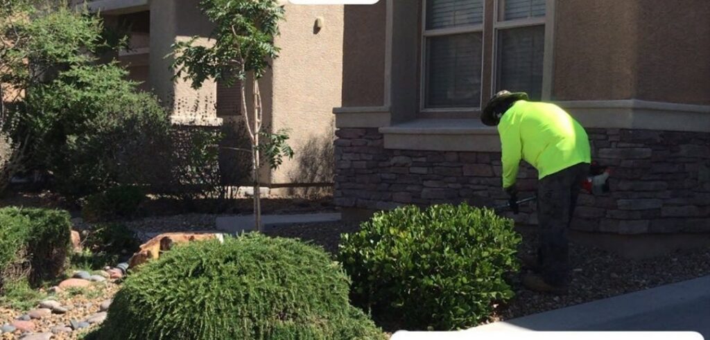 A worker from Daniel's Lawn Care services trimming bushes with a hedge trimmer in Las Vegas, NV.