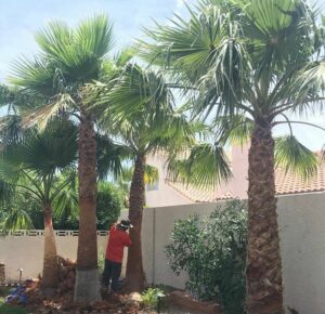 A professional from Daniel's Lawn Care services trimming a palm tree in Las Vegas, NV.