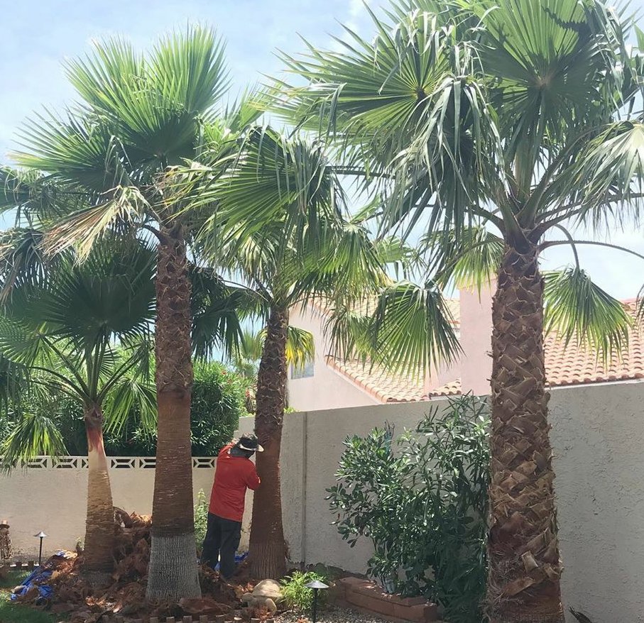 A professional from Daniel's Lawn Care services trimming a palm tree in Las Vegas, NV.