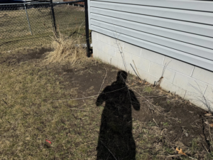 Yard area needing cleanup and brush removal services from Elite Property Care in Albany, NY.